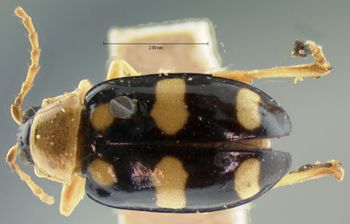 Media type: image; Entomology 18768   Aspect: habitus dorsal view